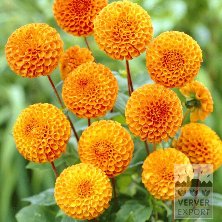 Dahlien Vorgetrieben 'Bantling' (29266)