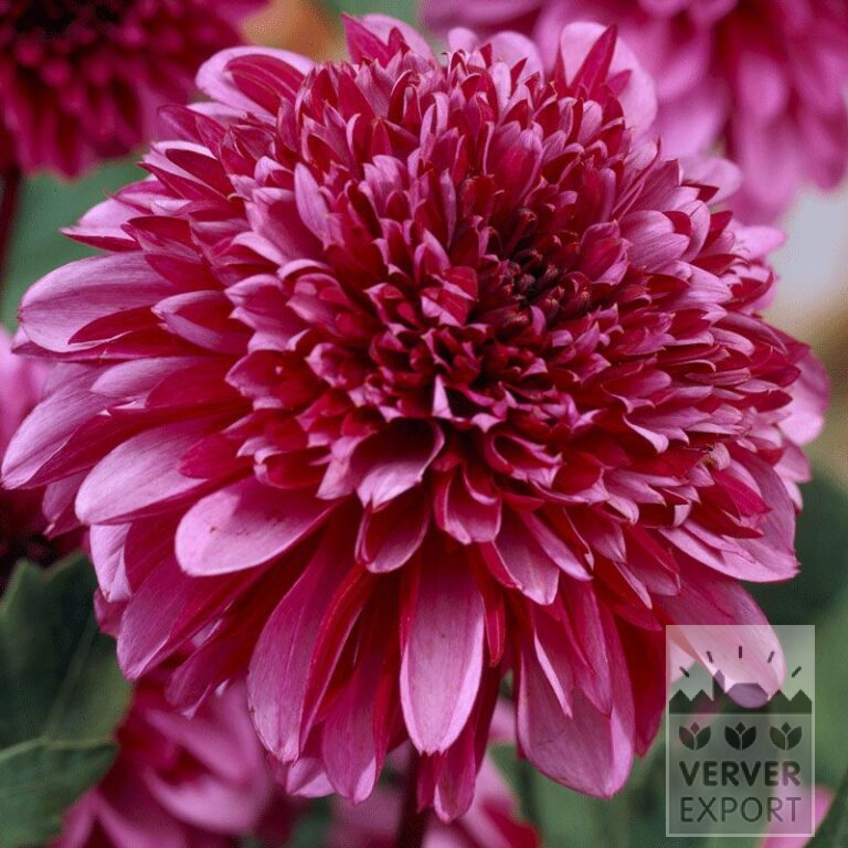 Dahlien Vorgetrieben 'Mambo' (29267)