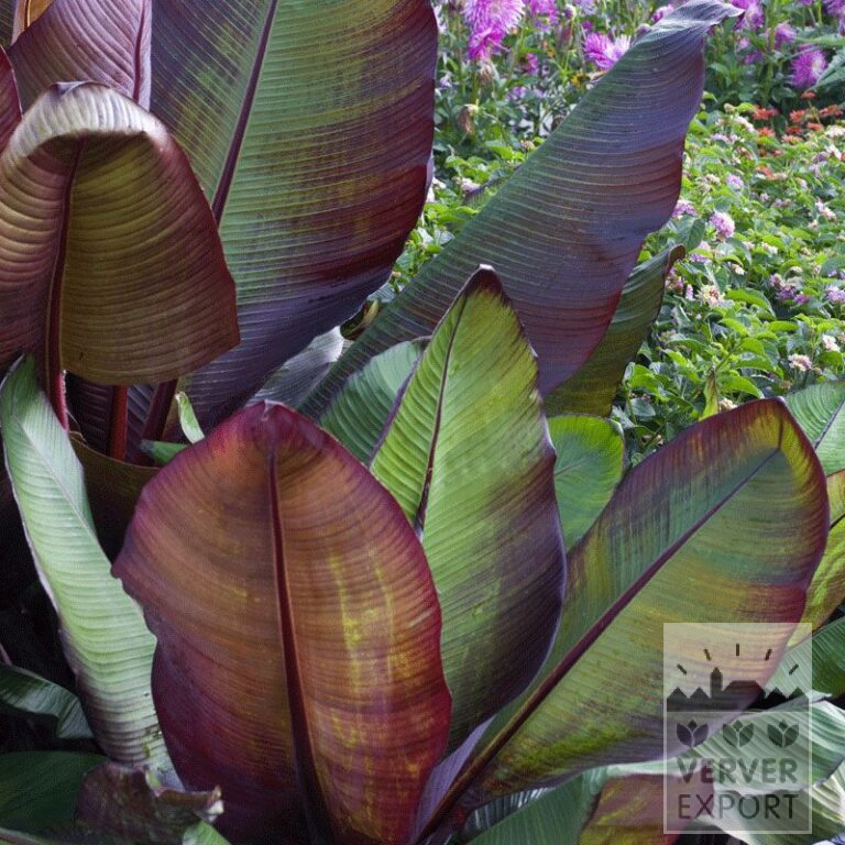 Ensete Vorgetrieben Rot (29283)