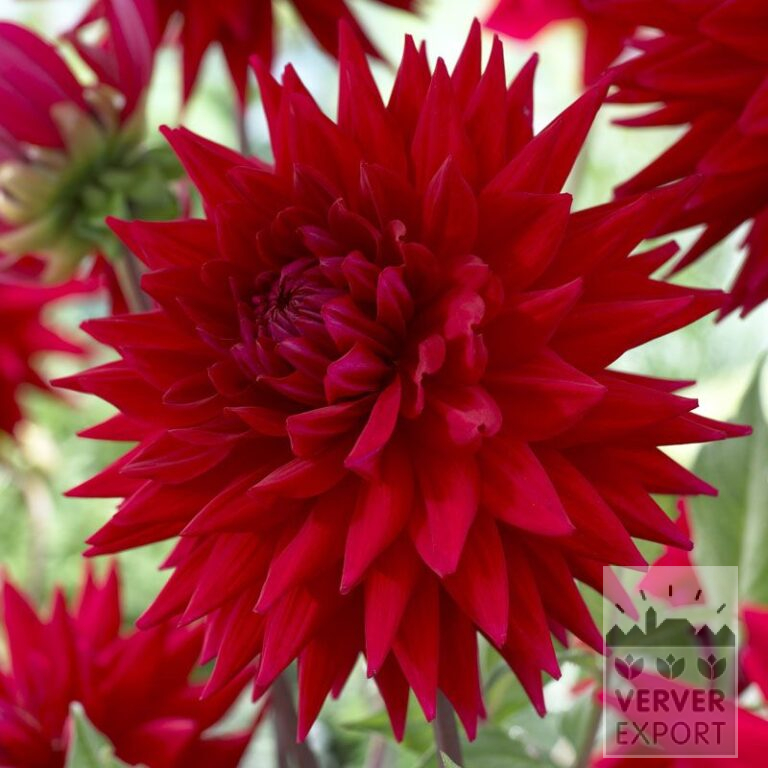 Dahlien Vorgetrieben 'Witteman's Best' (29289)