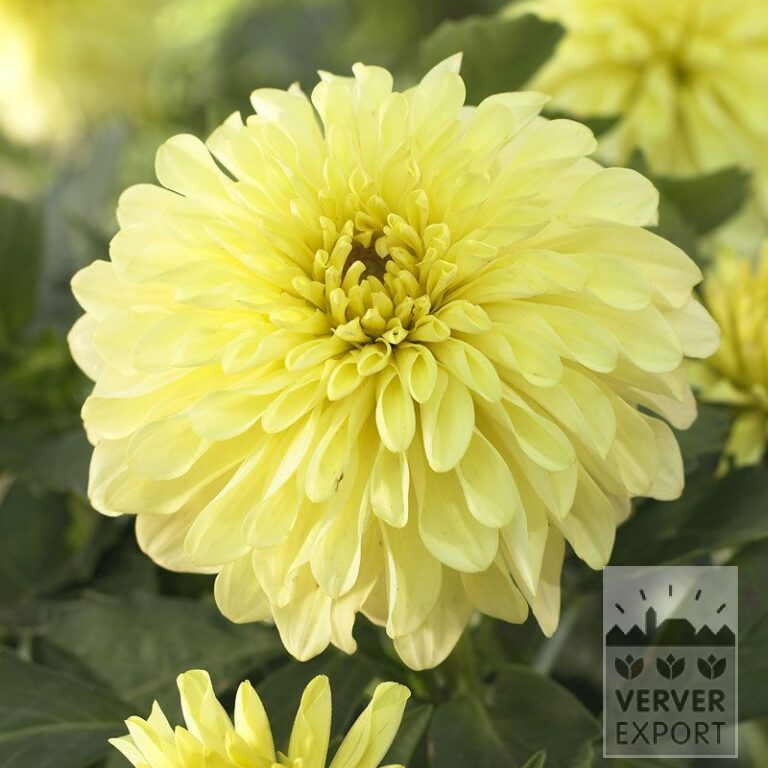 Dahlien Vorgetrieben 'Serenade' (29290)