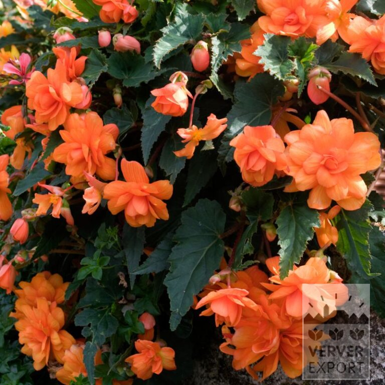 Begonien Vorgetrieben Hängebegonien Orange (29292)