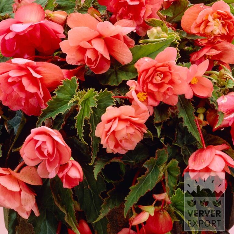 Begonien Vorgetrieben Hängebegonien Rosa (29295)