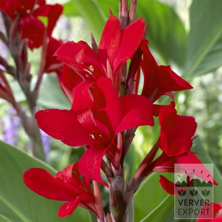 Canna Vorgetrieben 'Kreta' (29297)