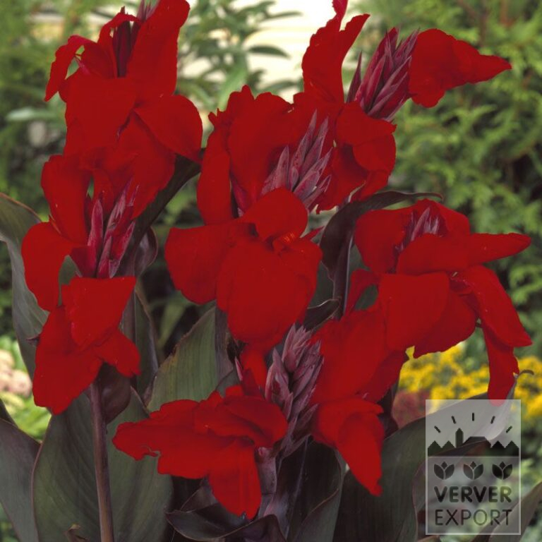 Canna Vorgetrieben 'Australia' (29299)