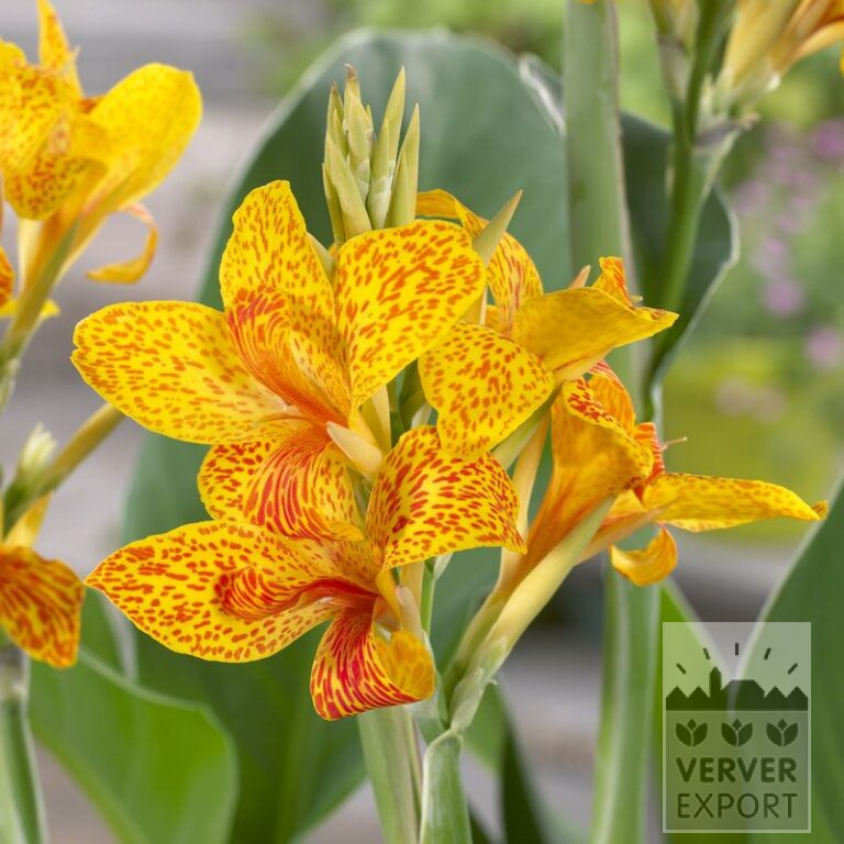 Canna Vorgetrieben 'Tenerife' (29300)