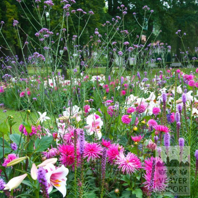 Sommer Trams Verver 'Violet Voile' © / 5 m² (29304)