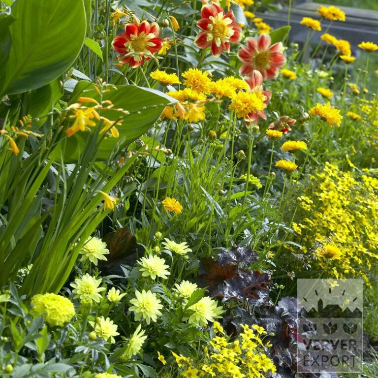 Sommer Trams Verver 'Jaune Jumping' © / 5 m² (29305)