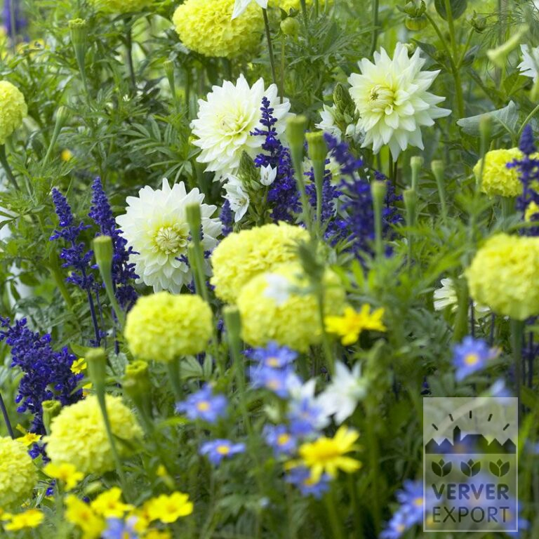 Sommer Trams Verver 'Brise Maritime' © / 5 m² (29310) – Bild 2