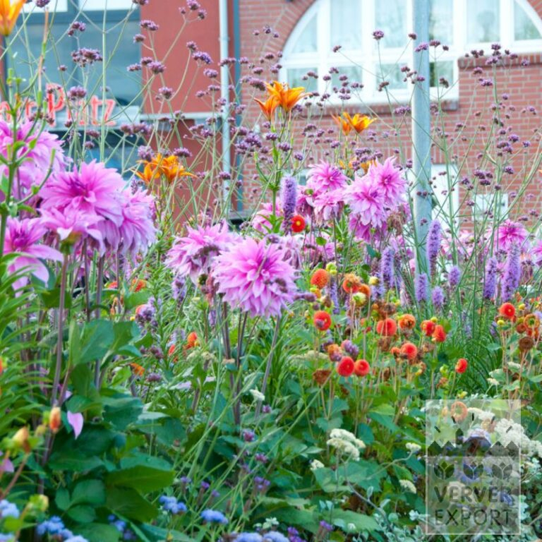 Sommer Trams Verver 'Purple Fiesta' © / 5 m² (29315)