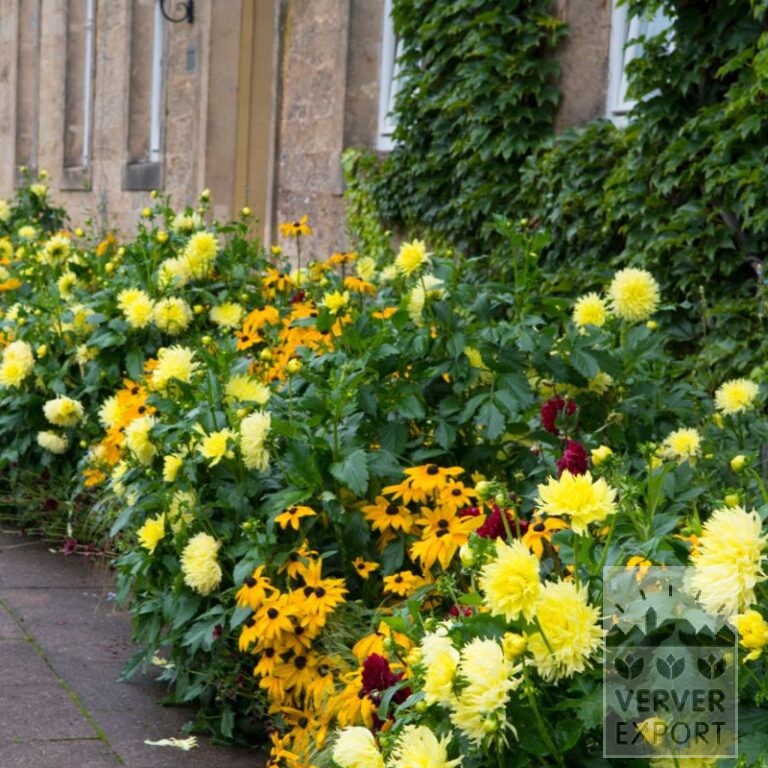 Sommer Trams Verver 'Rouroujaune' © / 5 m² (29341)
