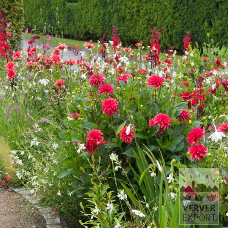 Sommer Trams Verver 'Red & White Splendour' © / 7 m² (29368)