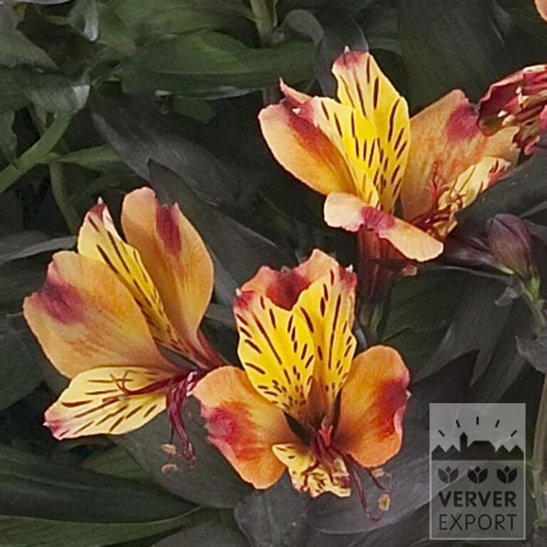 Alstroemeria Vorgetrieben 'Indian Summer' (30001)
