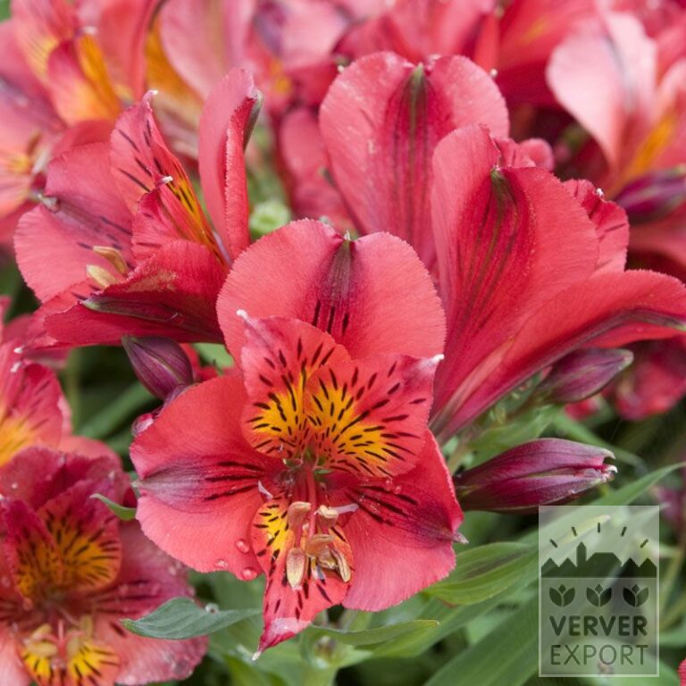 Alstroemeria Vorgetrieben Rot (30003)
