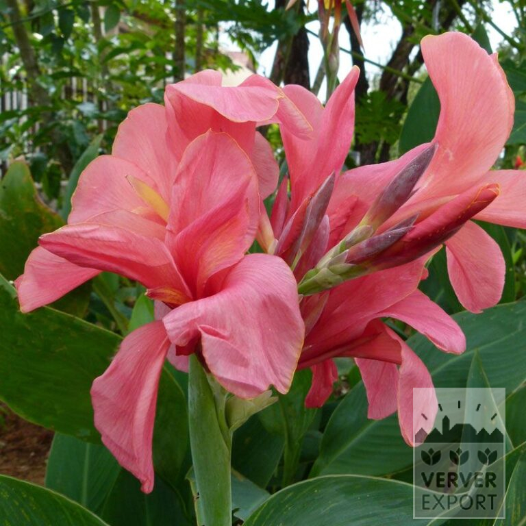 Canna Vorgetrieben 'Cannova Pink' (30004)