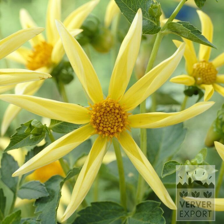 Dahlien Vorgetrieben Honka Gelb (30005)
