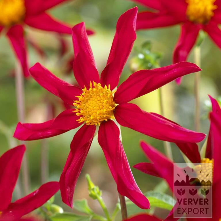 Dahlien Vorgetrieben Honka Rot (30006)