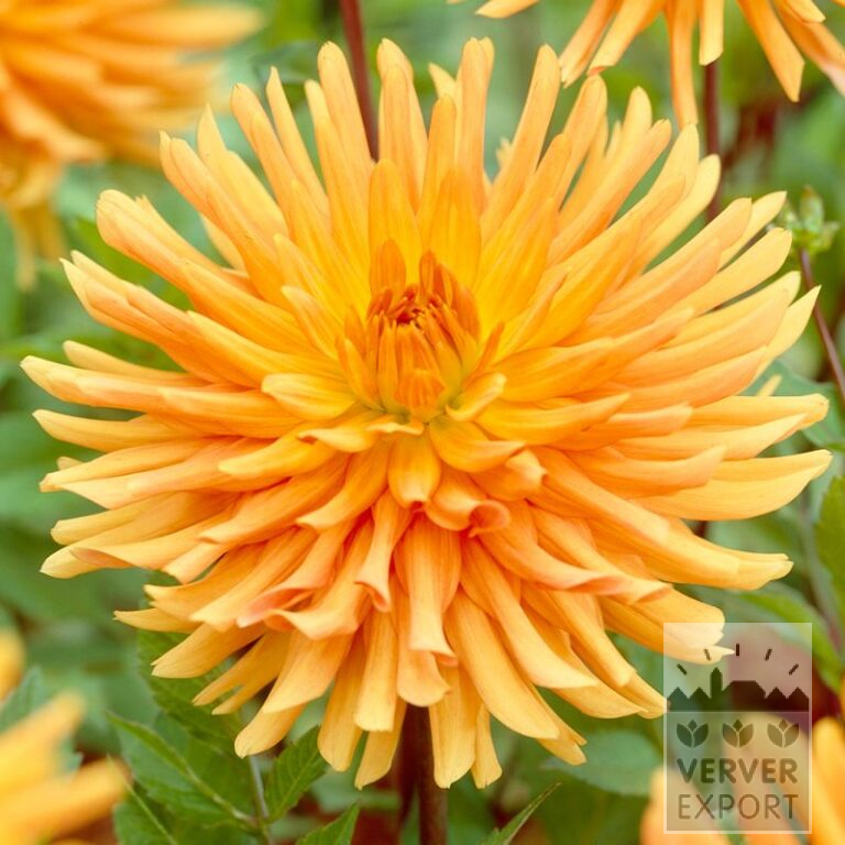 Dahlien Vorgetrieben 'Ludwig Helfert' (30008)