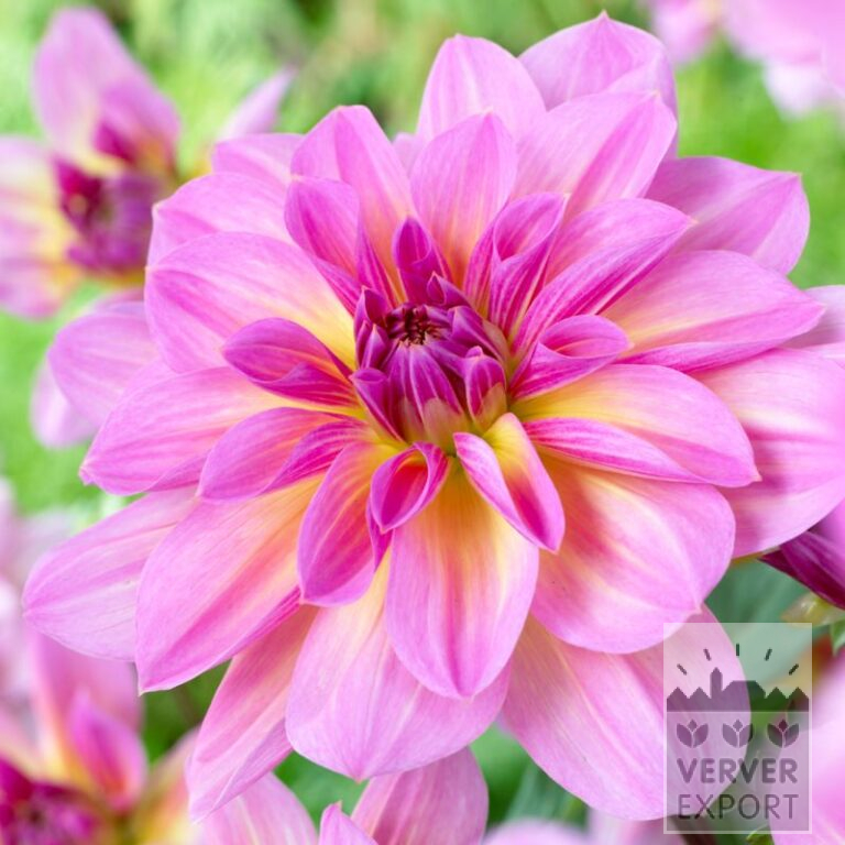 Dahlien Vorgetrieben 'Pink Butterfly' (30009)