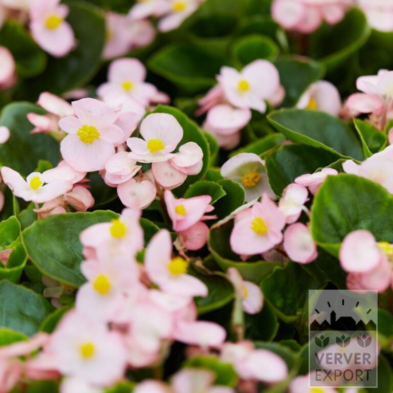 Begonien Vorgetrieben semperflorens 'Apple Blossom' (30016)