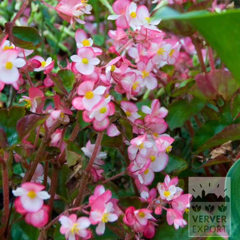 Begonien Vorgetrieben 'Braveheart'® Rose Bicolor (30017)