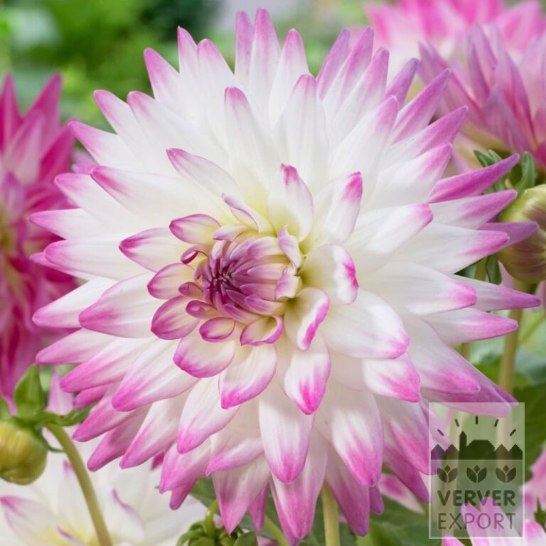 Dahlien Vorgetrieben 'Jura' (30021)