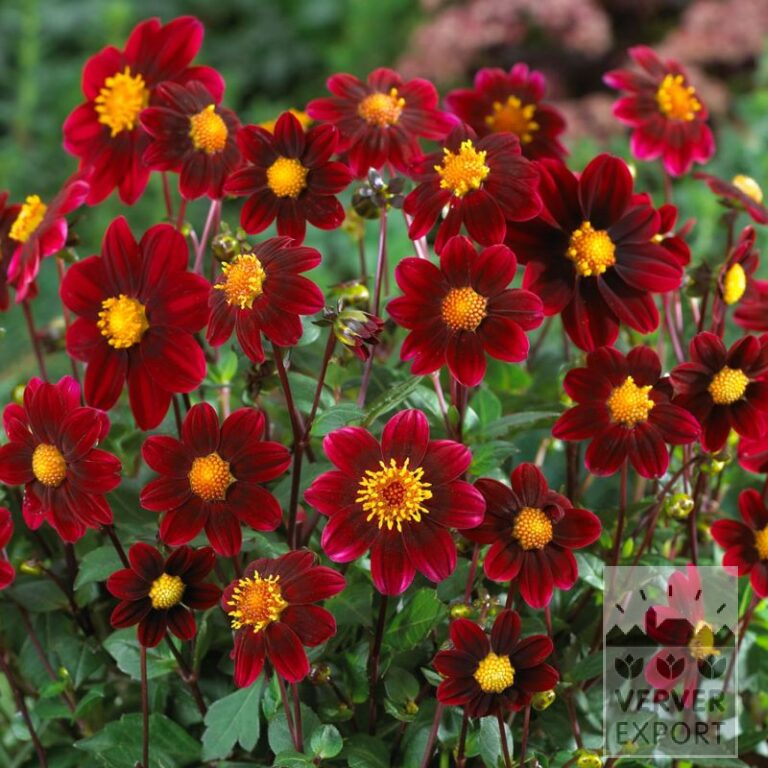 Dahlien Vorgetrieben Topmix Purple (30022)