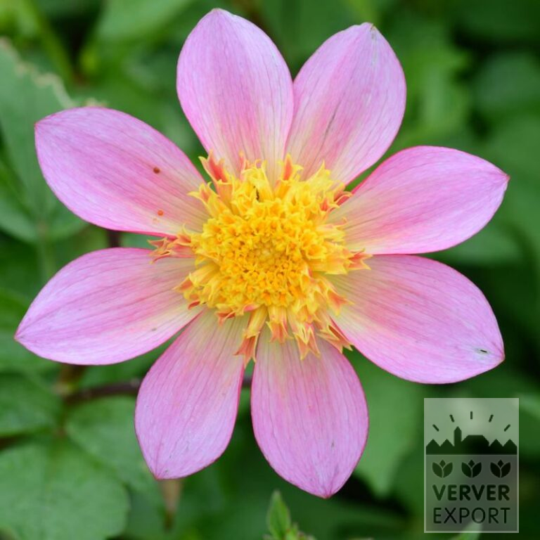 Dahlien Vorgetrieben Bio 'Alfa' (30024)