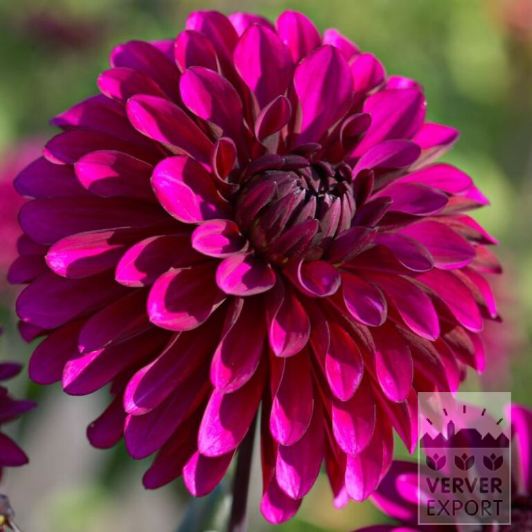 Dahlien Vorgetrieben 'Purple Flame' (30026)
