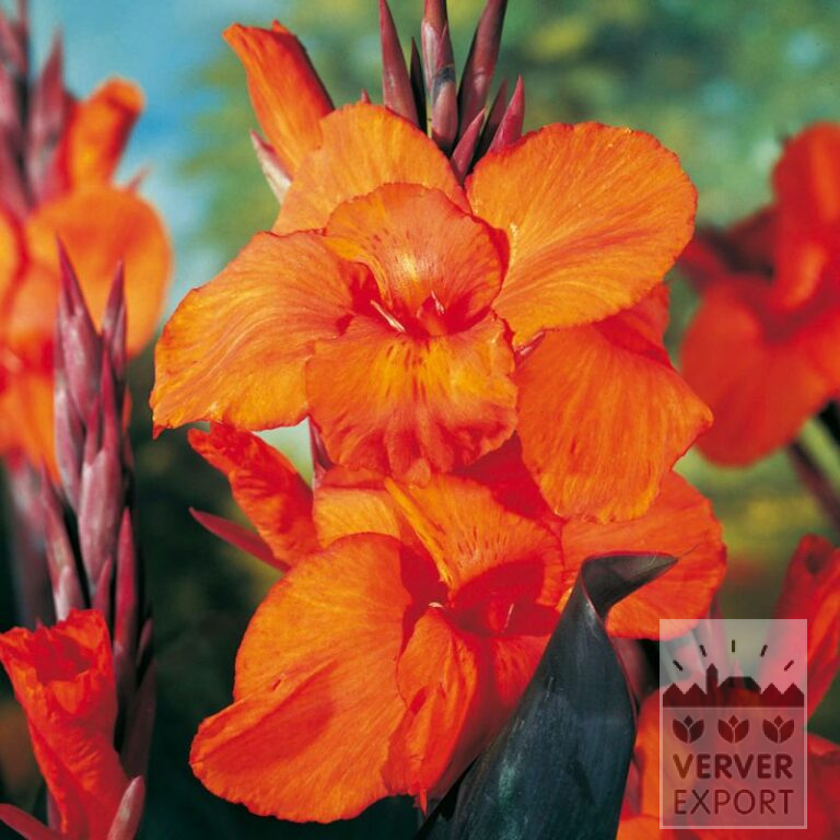 Canna Vorgetrieben 'Pacific Beauty' (30027)