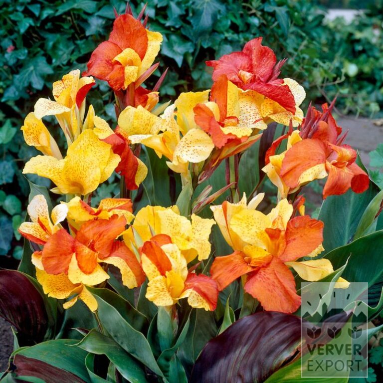 Canna Vorgetrieben 'Cleopatra' (30028)