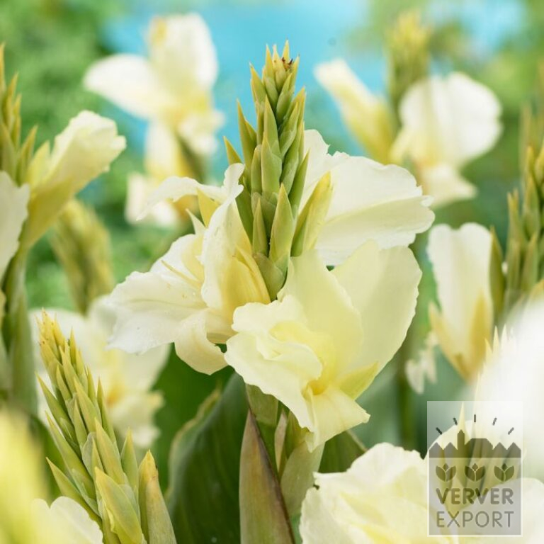 Canna Vorgetrieben 'Alaska' (30029)