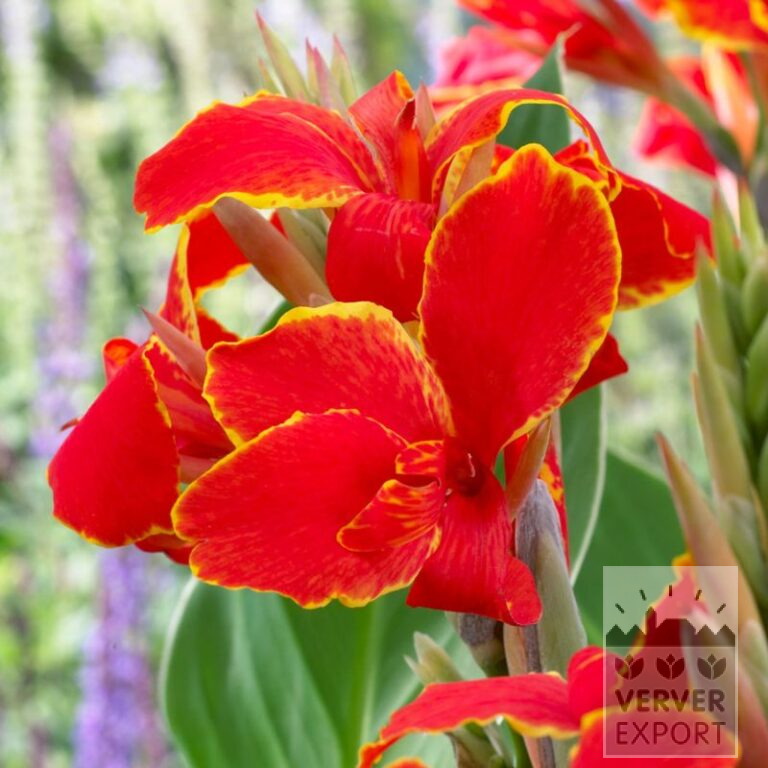 Canna Vorgetrieben 'Madeira' (30030)