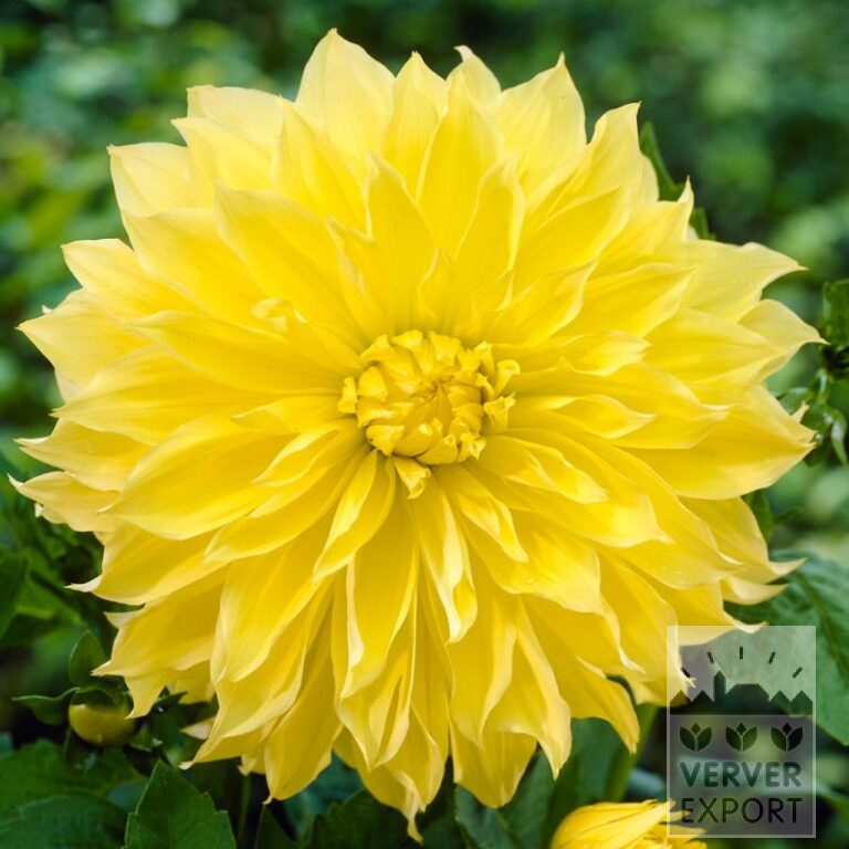 Dahlien Vorgetrieben 'Kelvin Floodlight' (30034)