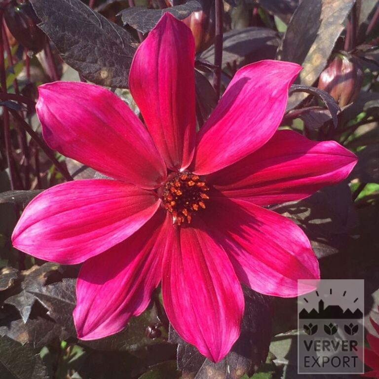 Dahlien Vorgetrieben 'Pride One' (30035)