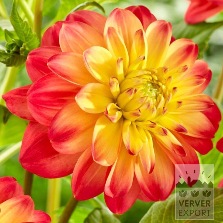 Dahlien Vorgetrieben 'Princess Erika' (30036) – Bild 2
