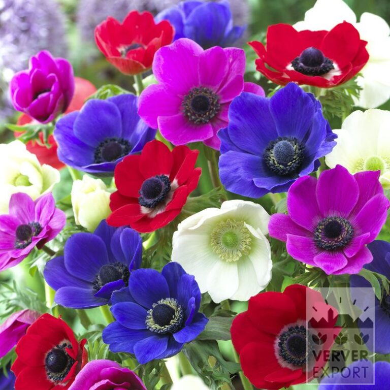 Anemone De Caen Mischung (36016)