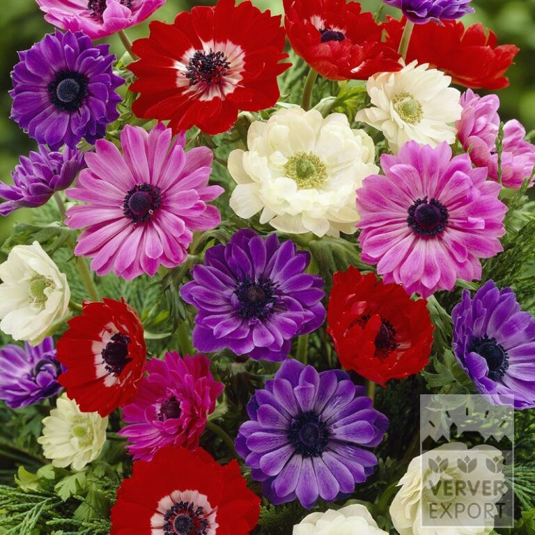 Anemone St. Brigitte Mischung (36021)