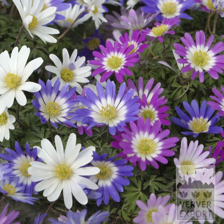 Anemone blanda Mischung (36022)