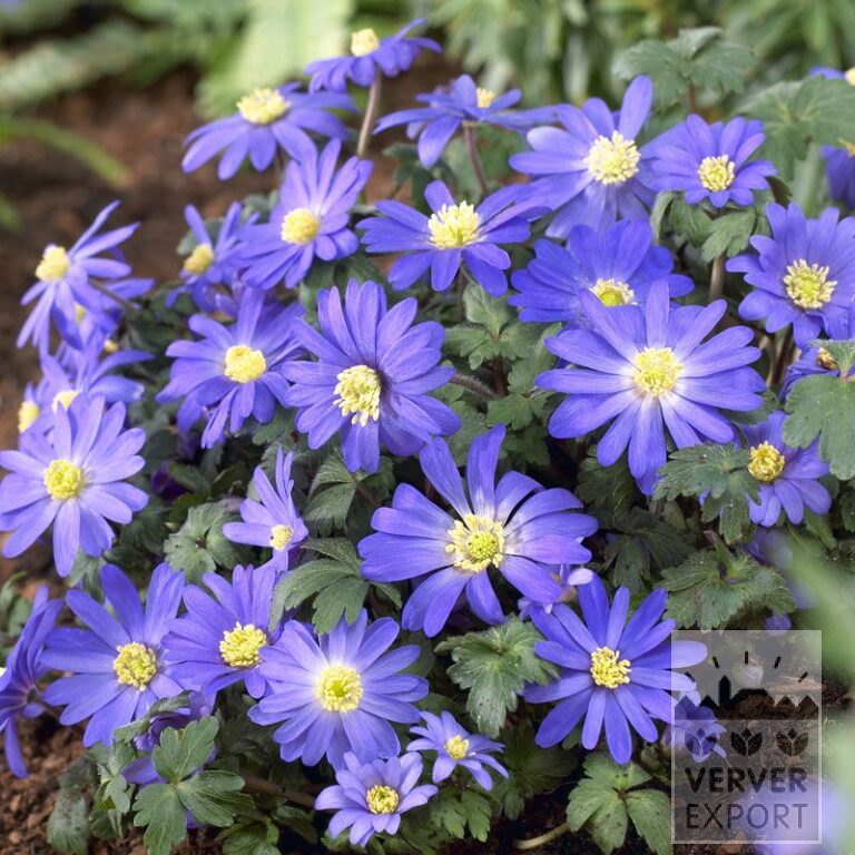 Anemone blanda Blau (36023)