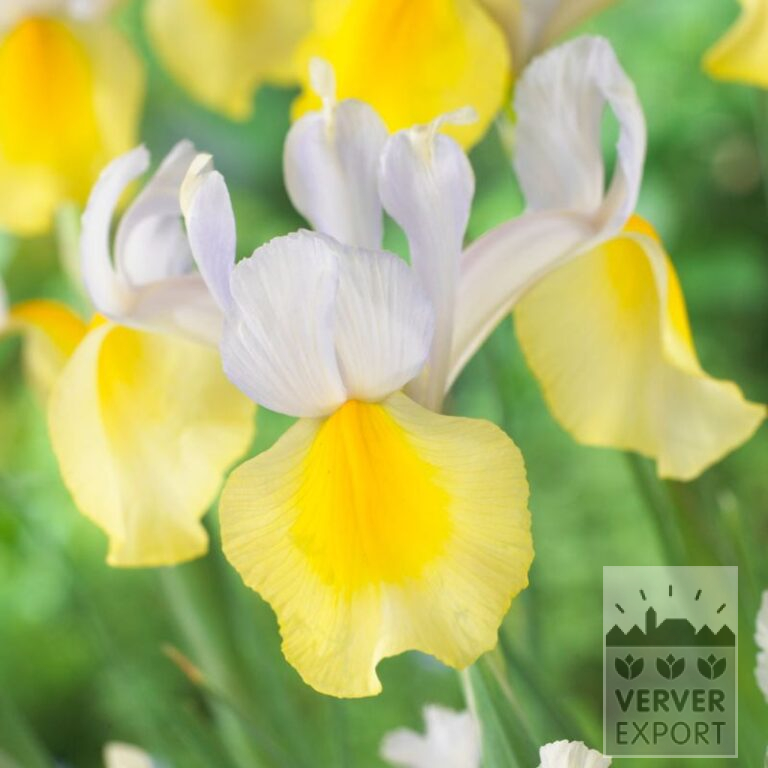 Höllandische Iris 'Apollo' (36062)