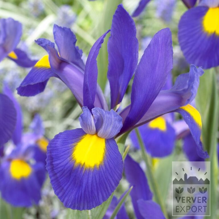 Höllandische Iris 'Blue Magic' (36063)