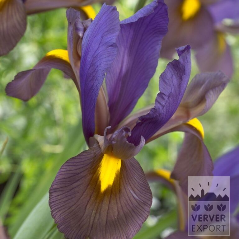Höllandische Iris 'Eye of the Tiger' (36064)
