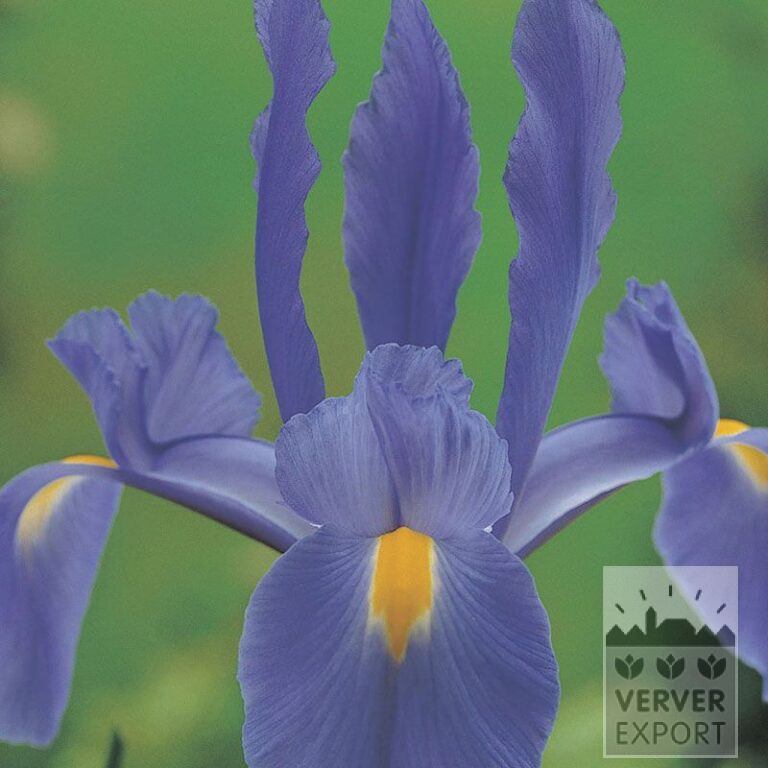 Höllandische Iris 'Telstar' (36066)