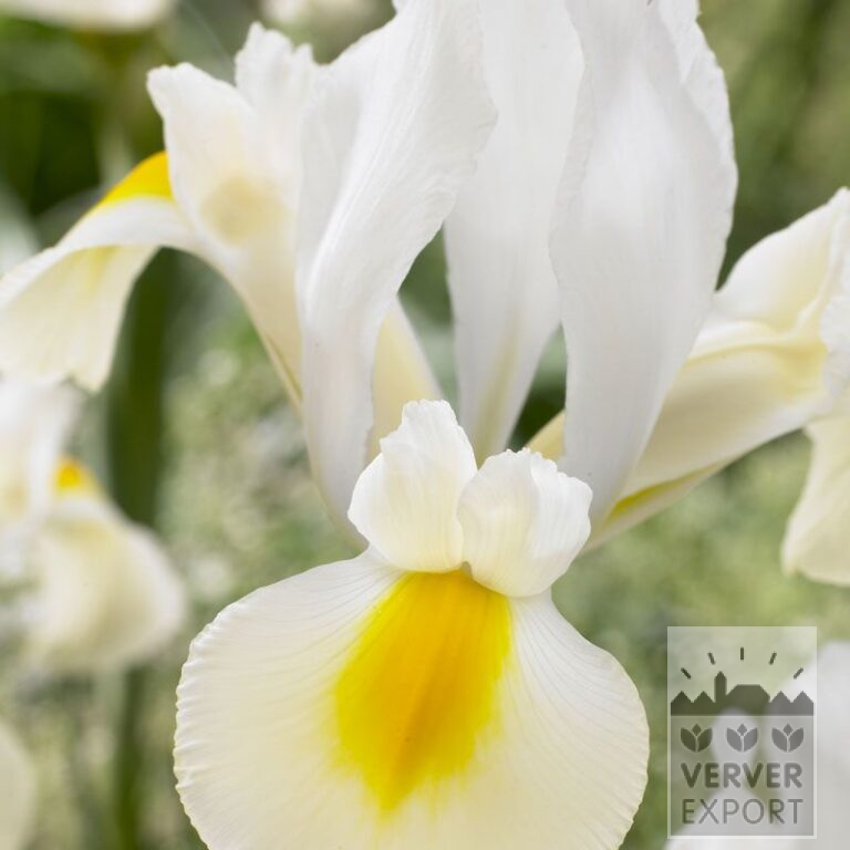 Höllandische Iris 'Saturnus' (36067)