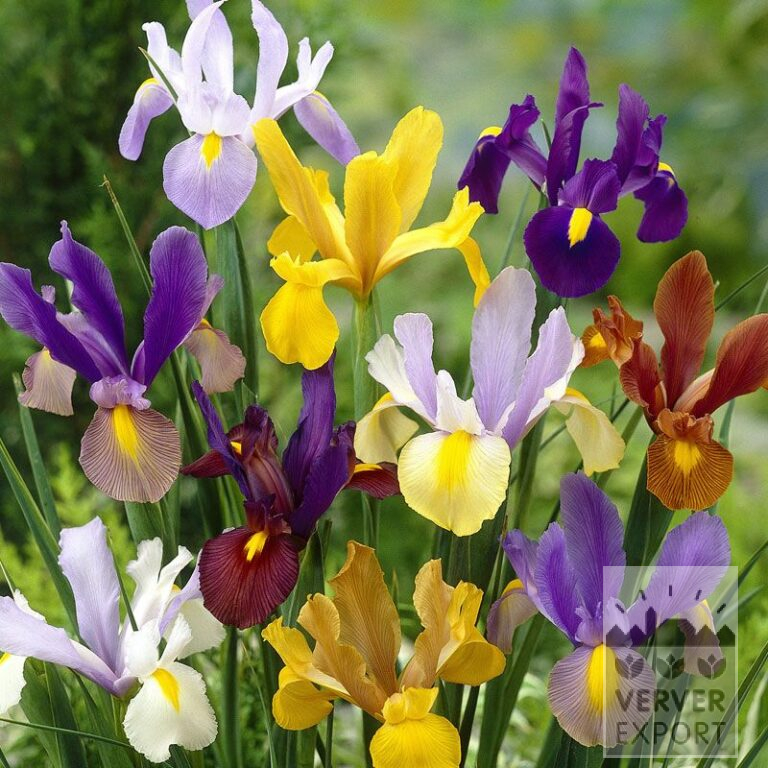 Höllandische Iris Mischung (36068)
