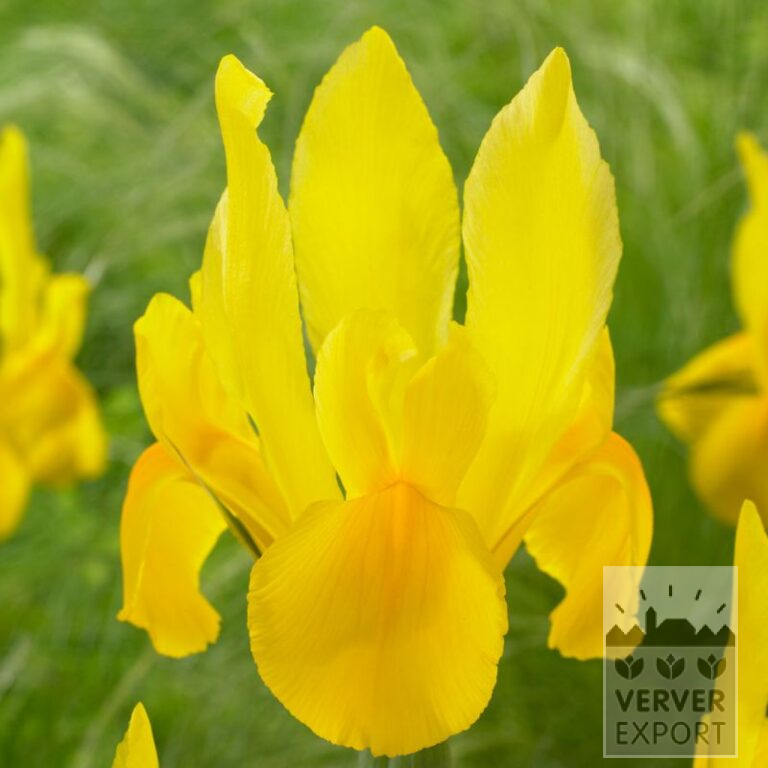 Höllandische Iris 'Strongold' (36070)