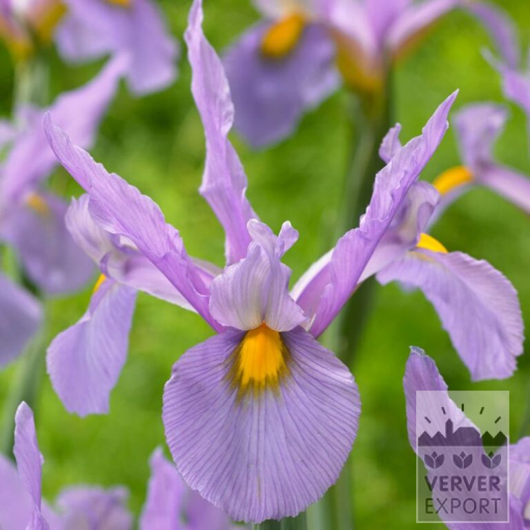 Höllandische Iris 'Pink Panther' (36071)