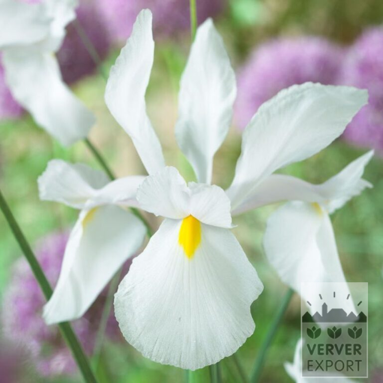 Höllandische Iris 'Casablanca' (36073)