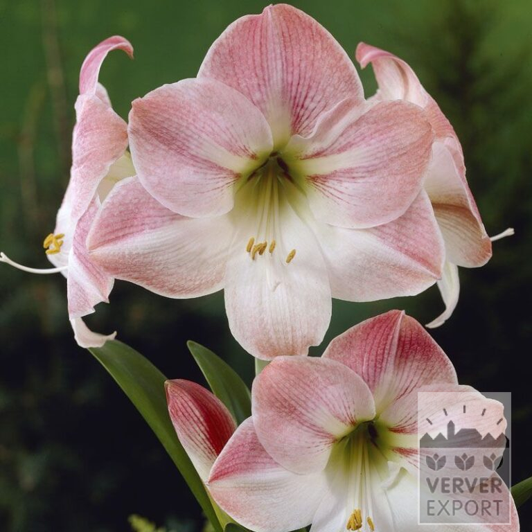 Amaryllis - Innenräumen 'Apple Blossom' (36110)
